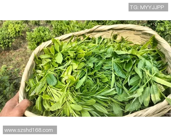 广东大益茶与吉林茶文化的碰撞与融合探讨